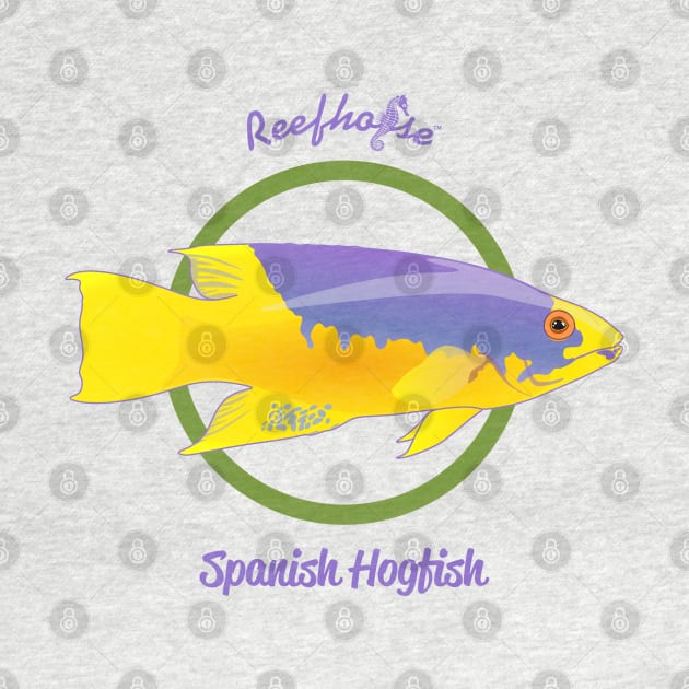 Spanish Hogfish by Reefhorse